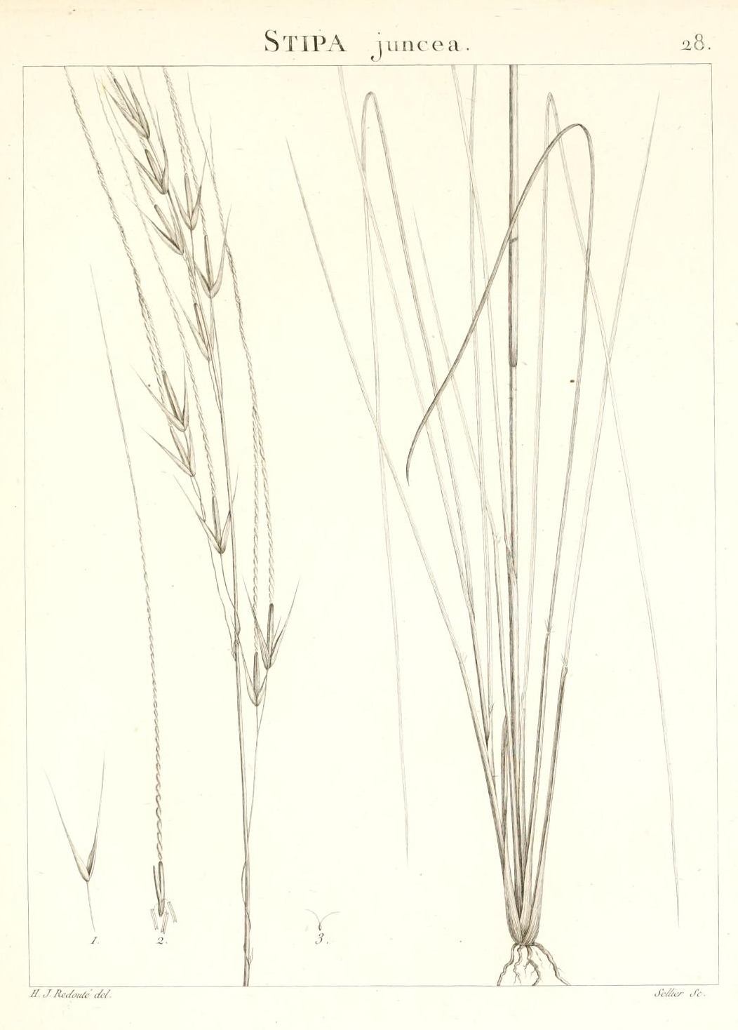 STIPA juncea.
28.