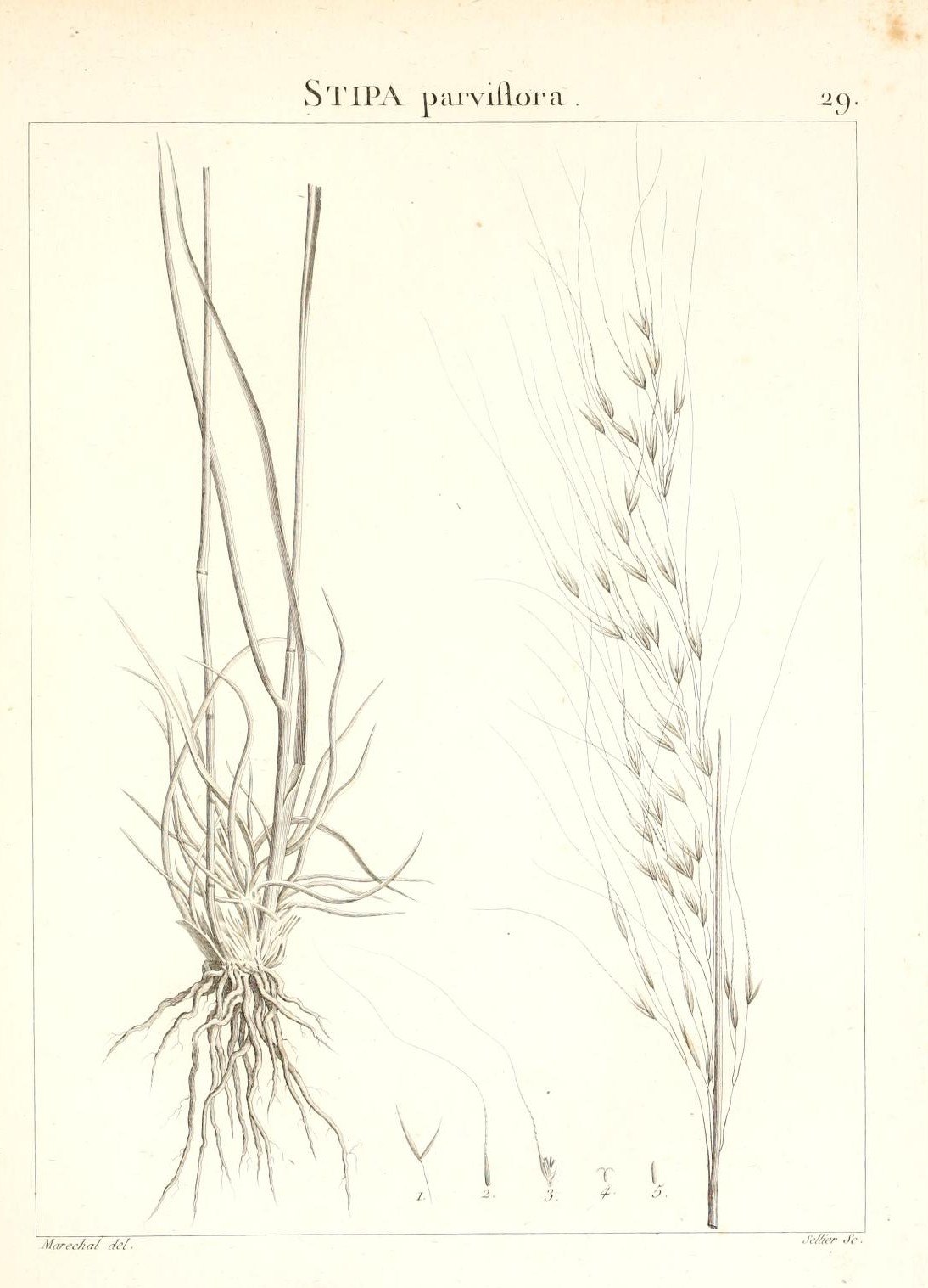 STIPA parviflora.
29.