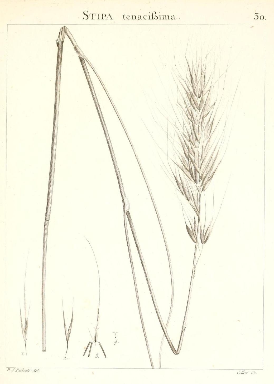 STIPA tenacissima.
30.