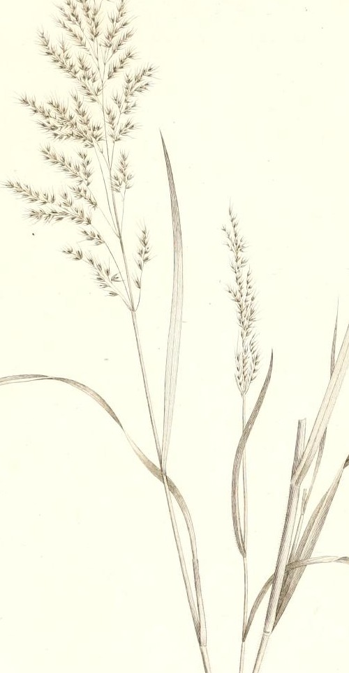 Plate 32
