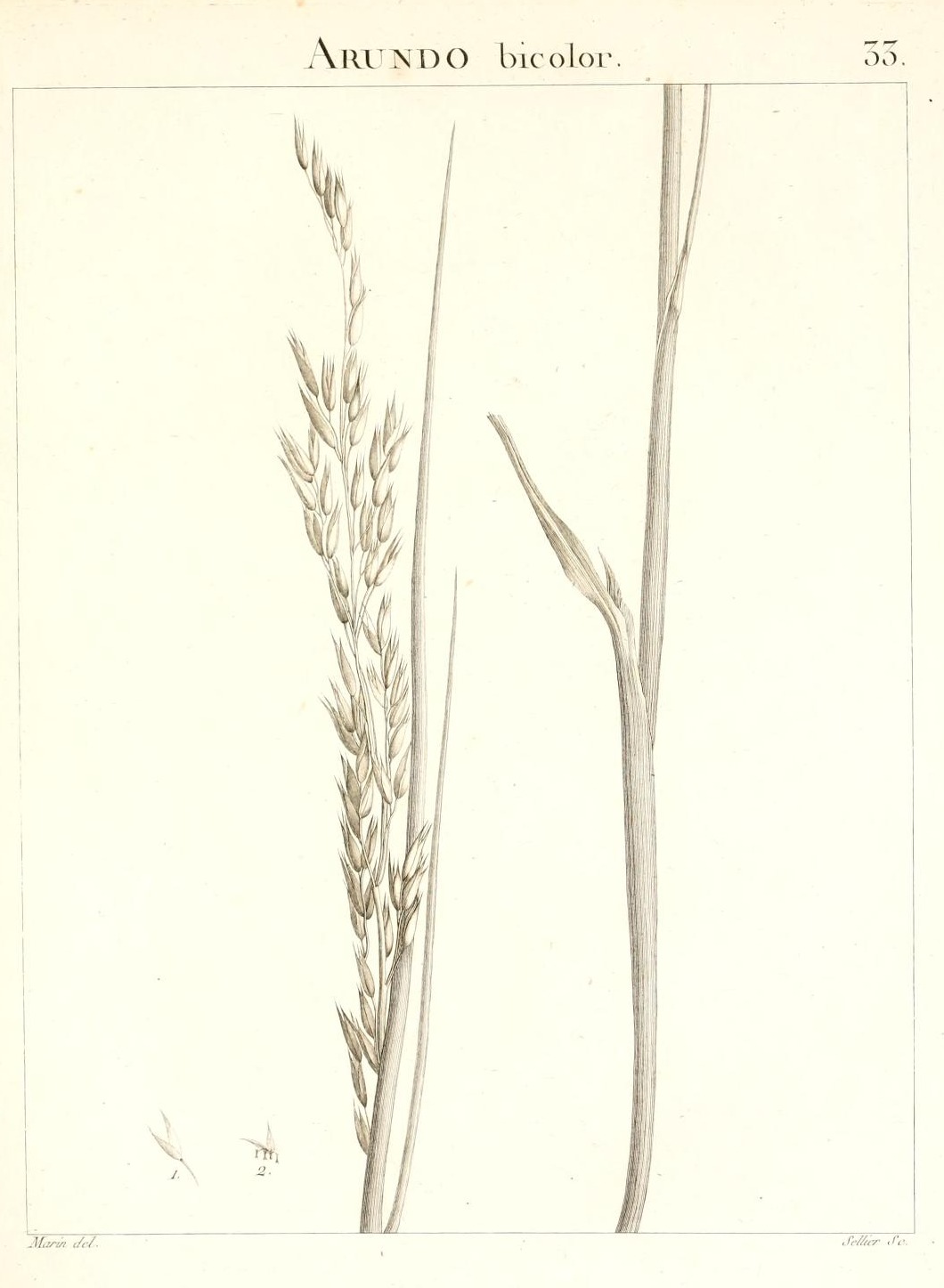 ARUNDO bicolor.
33.