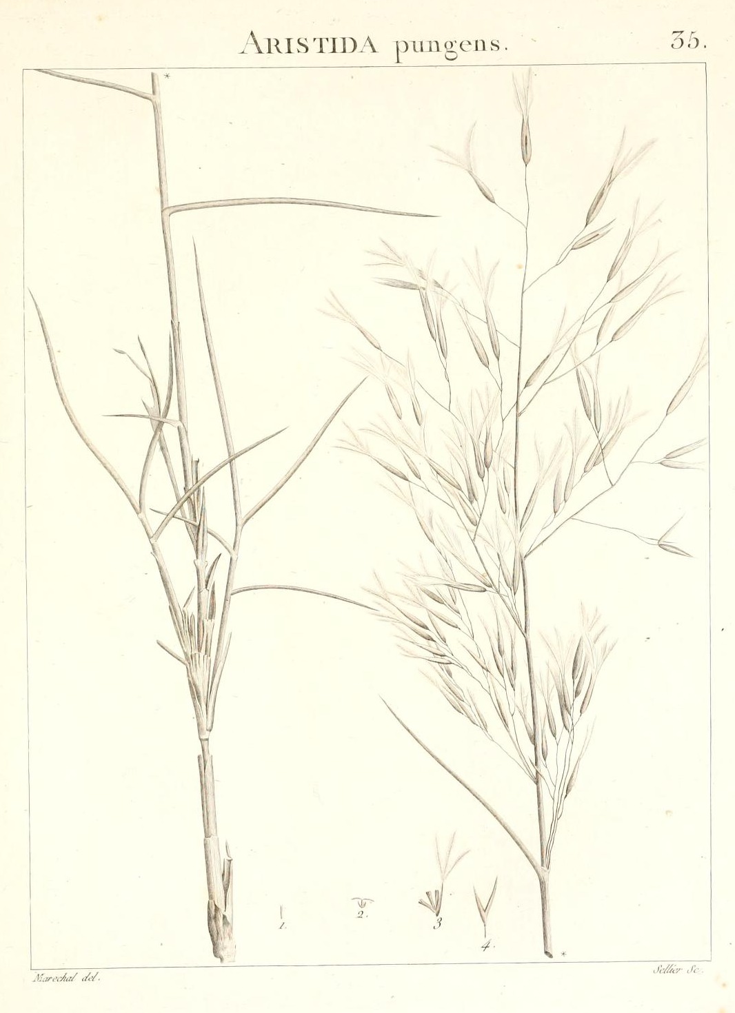 ARISTIDA pungens.
35.