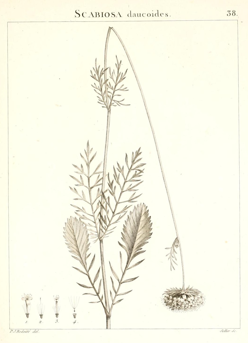 SCABIOSA daucoides.
38.