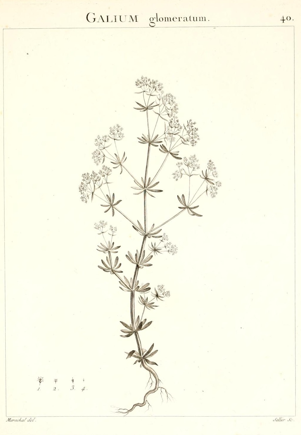 GALIUM glomeratum.
40.