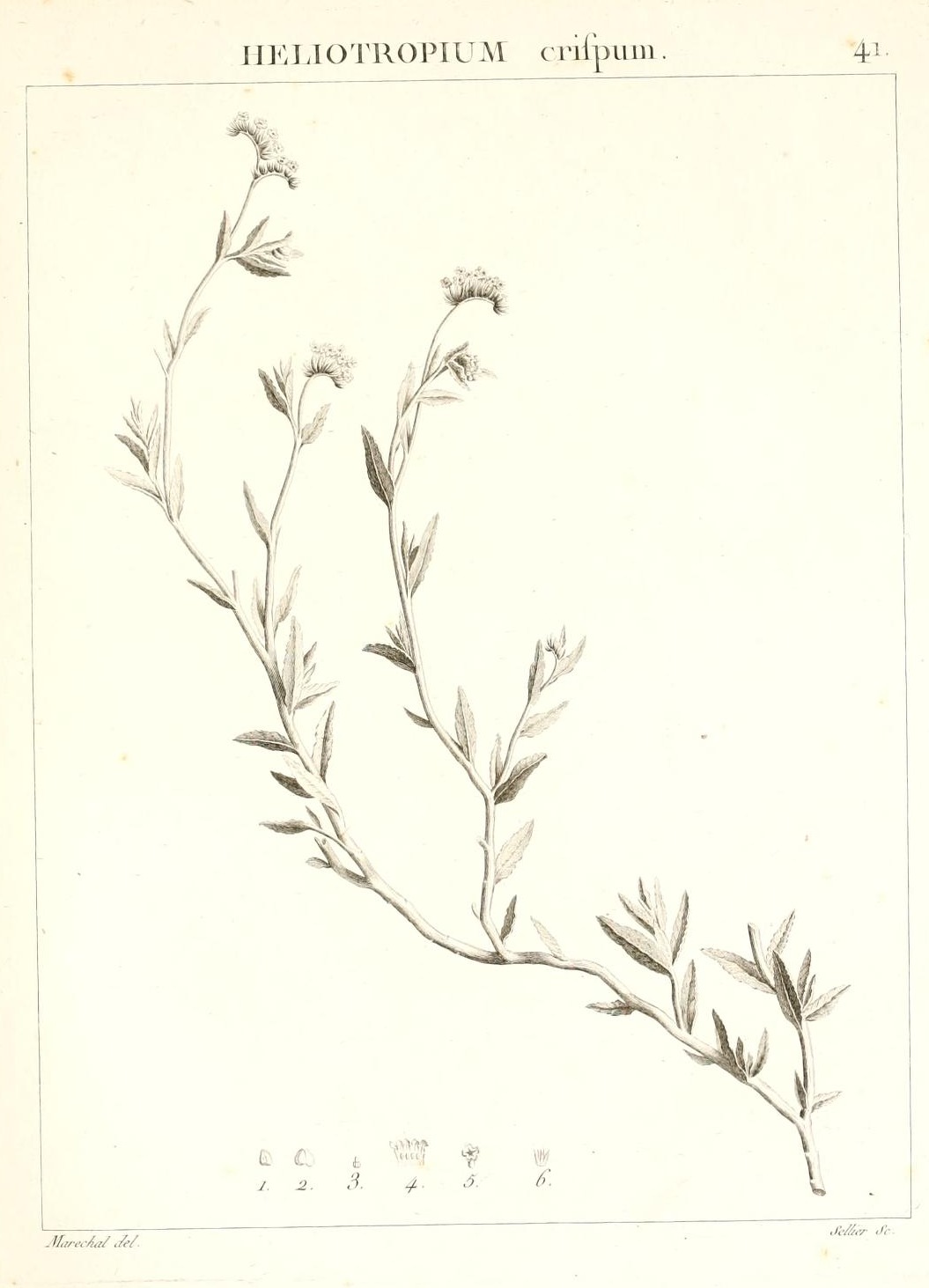 HELIOTROPIUM crispum.
41.