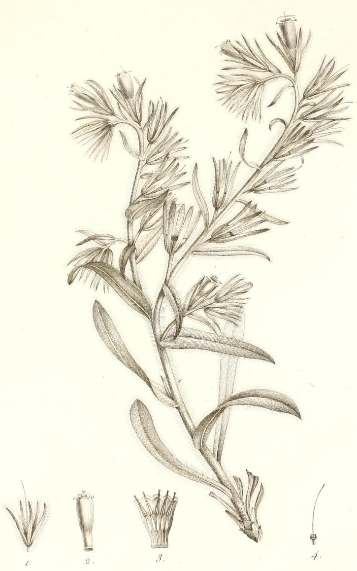 Plate 43