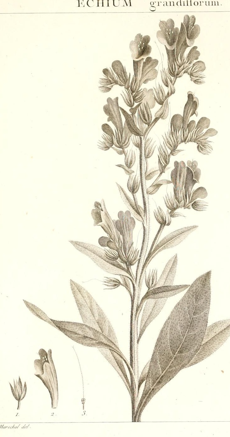 Plate 46