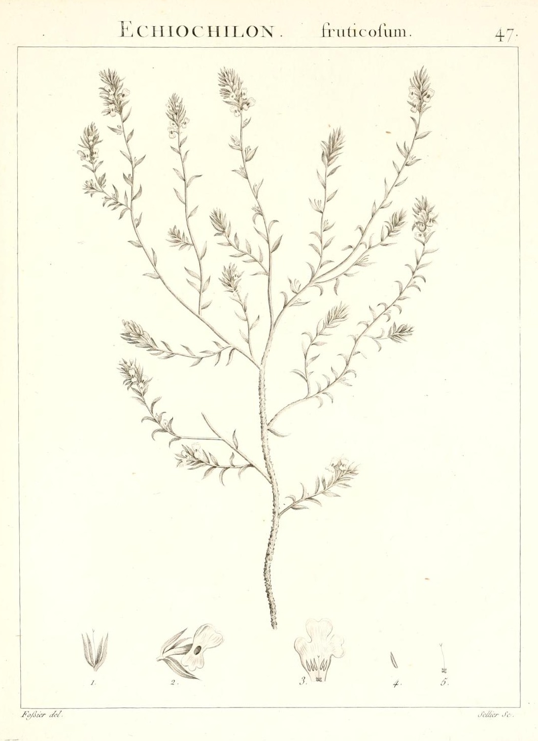ECHIOCHILON. fruticosum.
47.