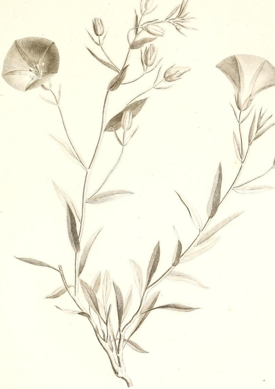 Plate 48