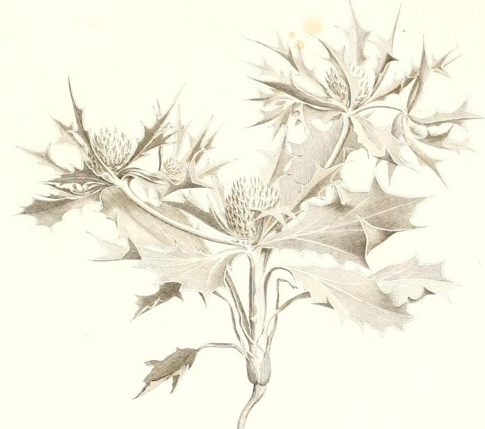 Plate 53