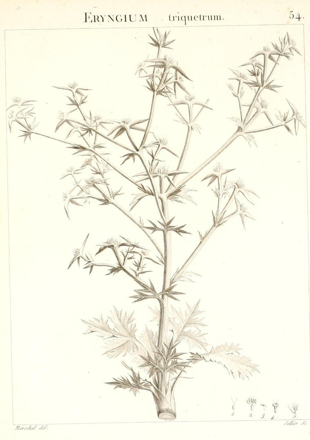 ERYNGIUM triquetrum.
54.