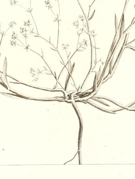 Plate 56