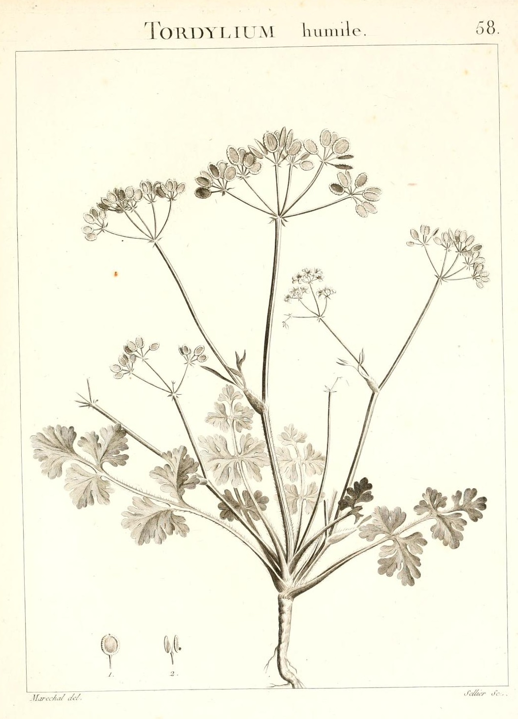 TORDYLIUM humile.
58.