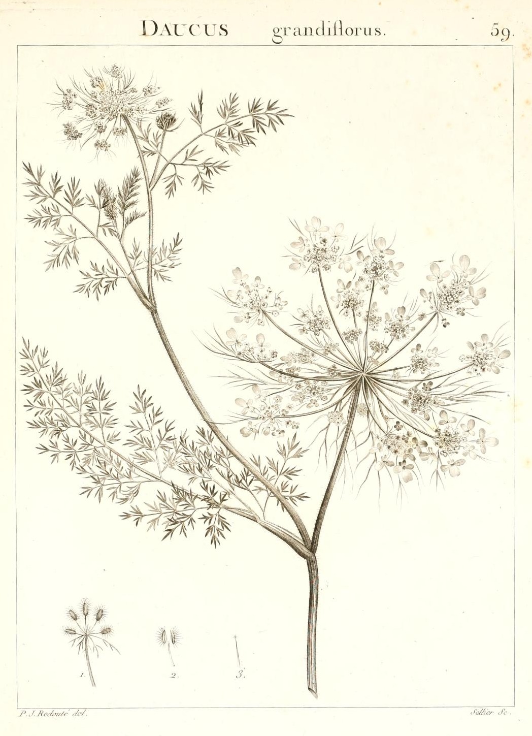 DAUCUS grandiflorus.
59.