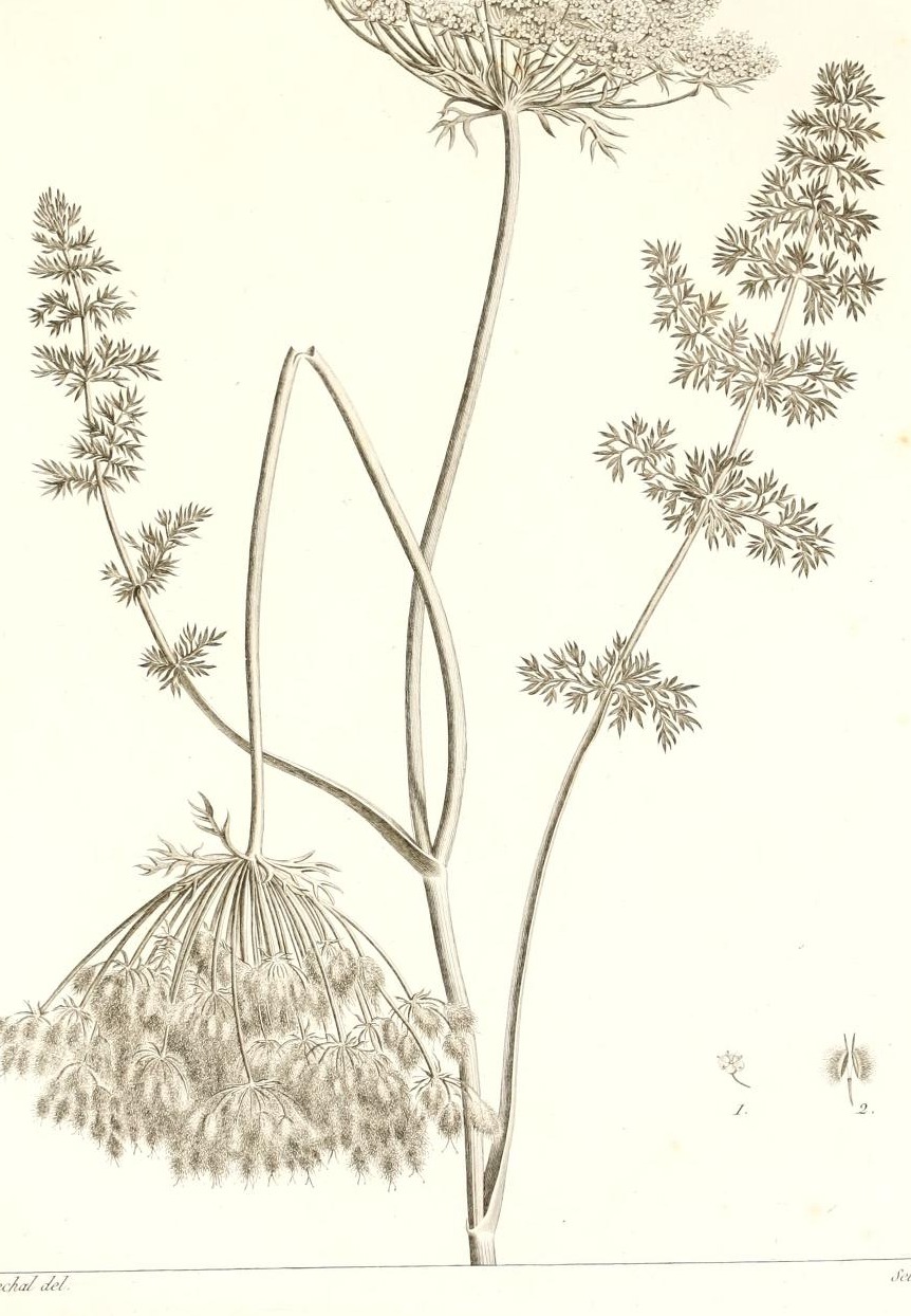 Plate 62