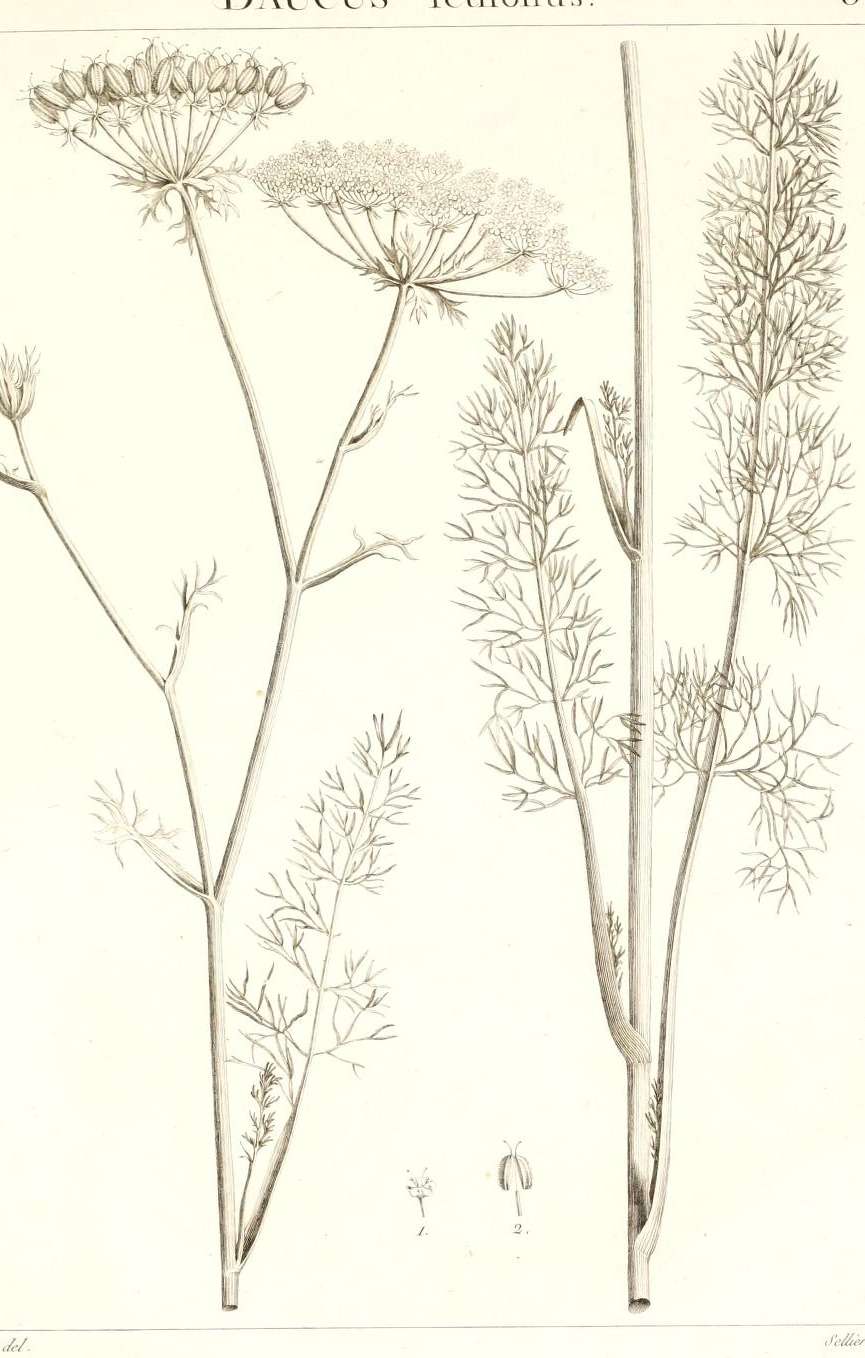 Plate 65