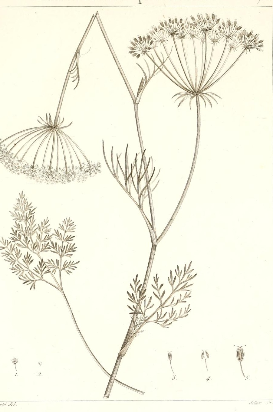 Plate 71