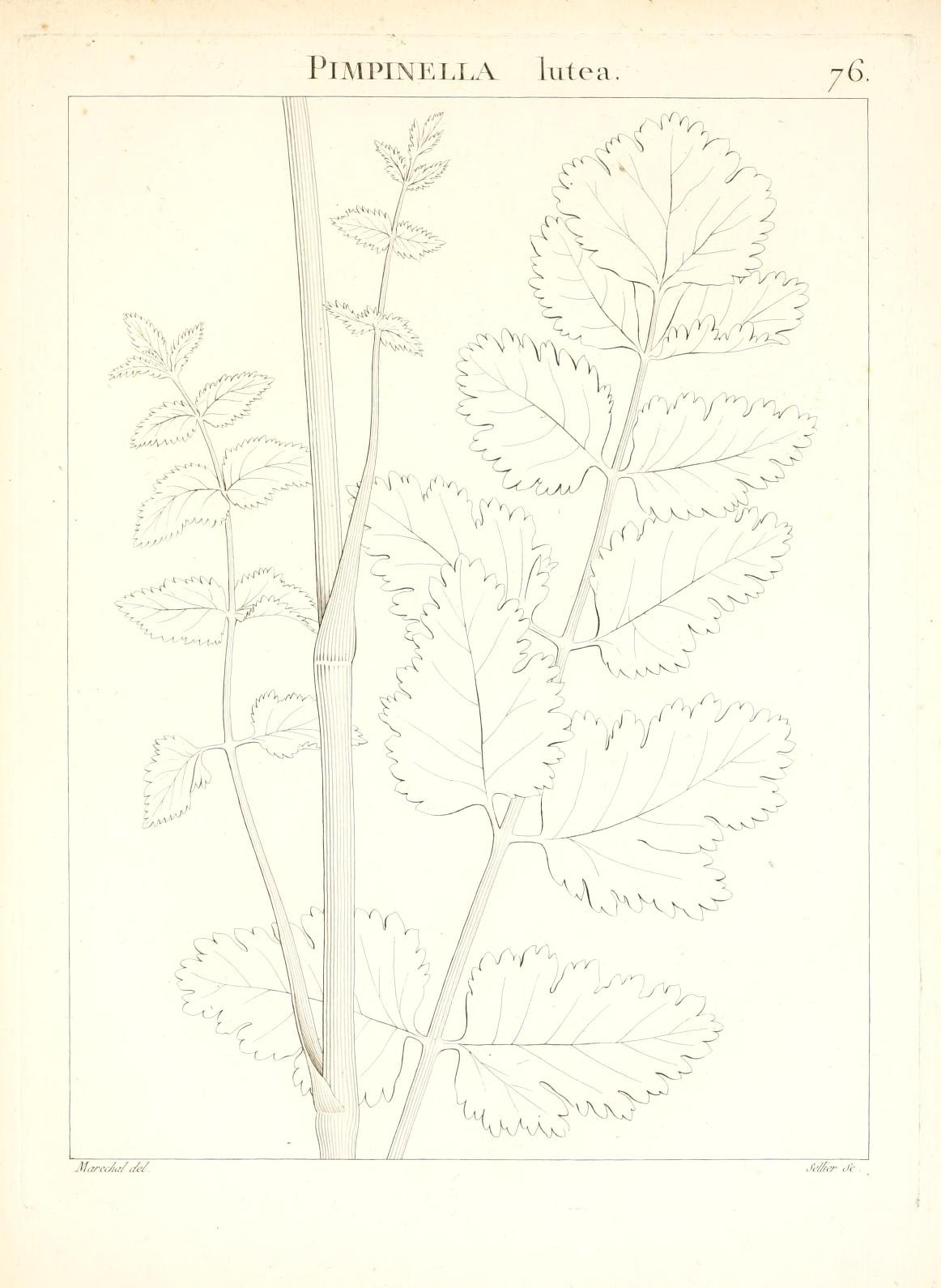 Plate 76