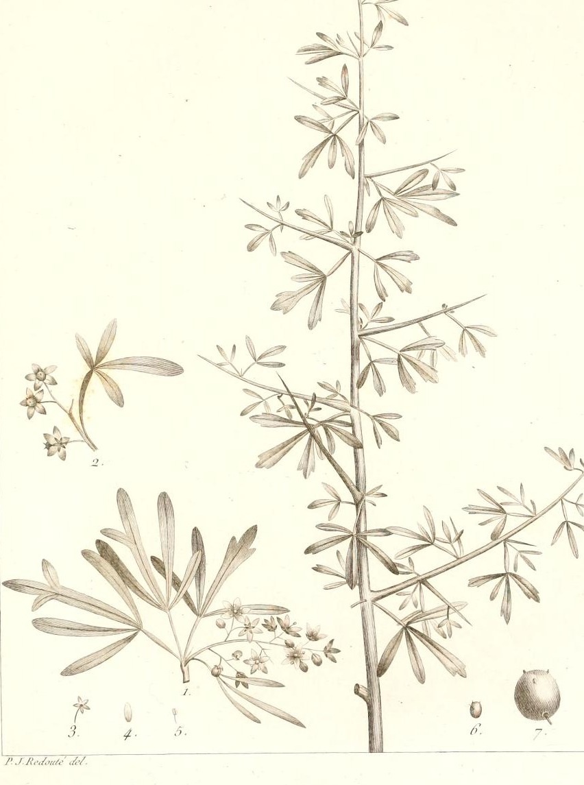 Plate 77