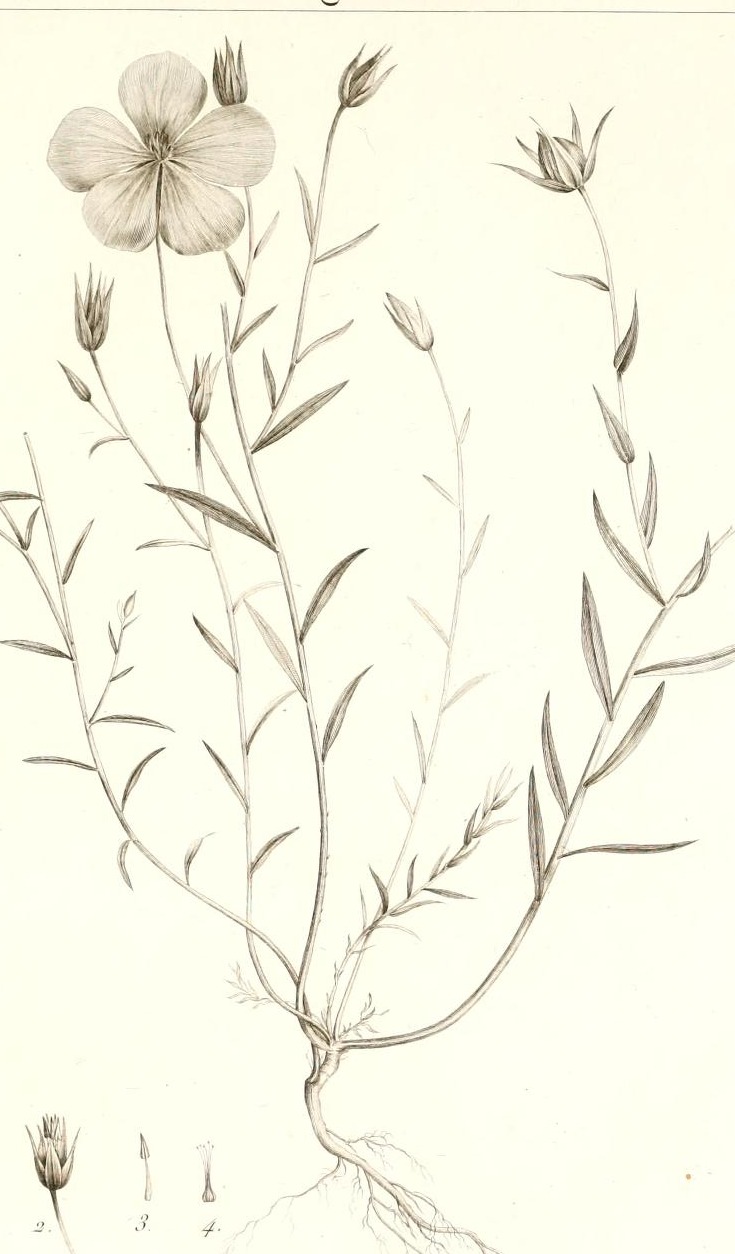 Plate 78