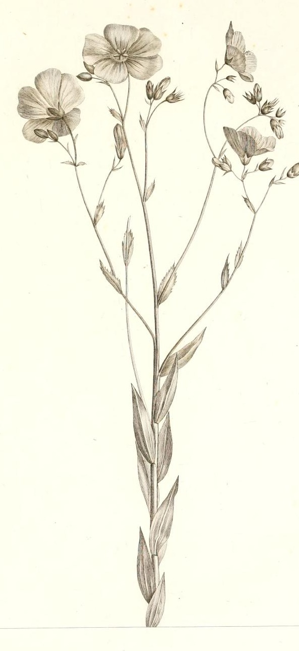 Plate 80