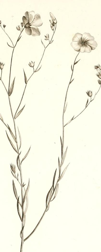 Plate 81