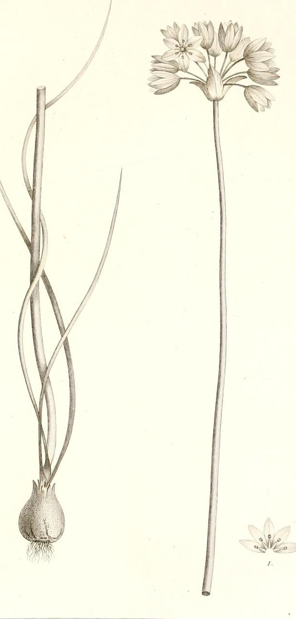 Plate 83