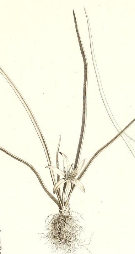 Plate 84
