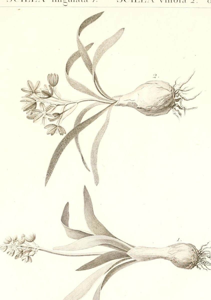 Plate 85