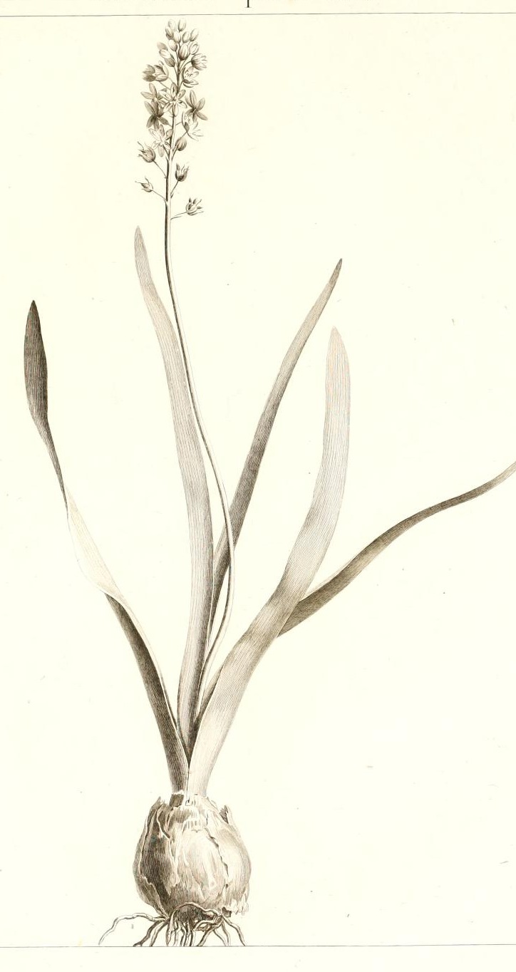Plate 87