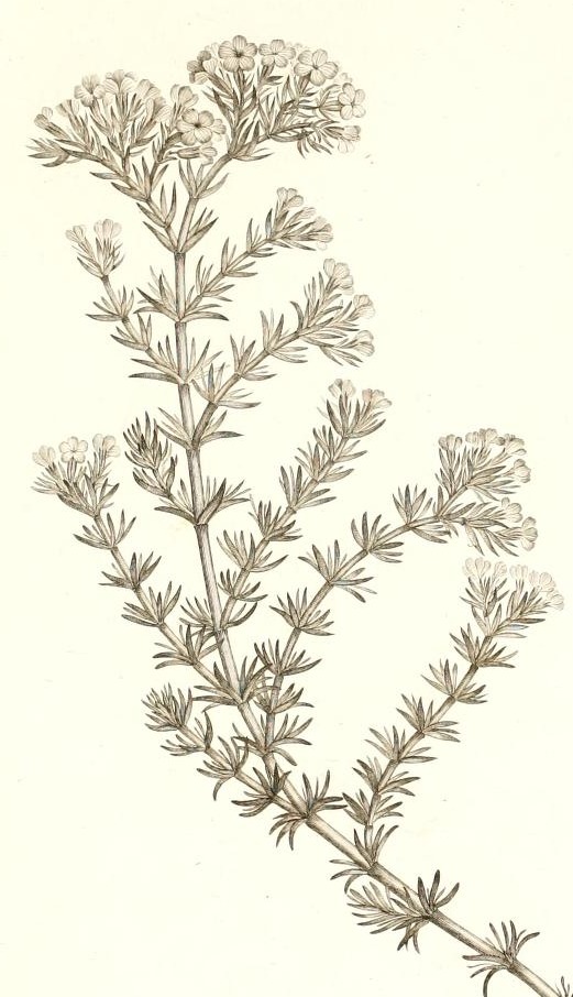 Plate 93