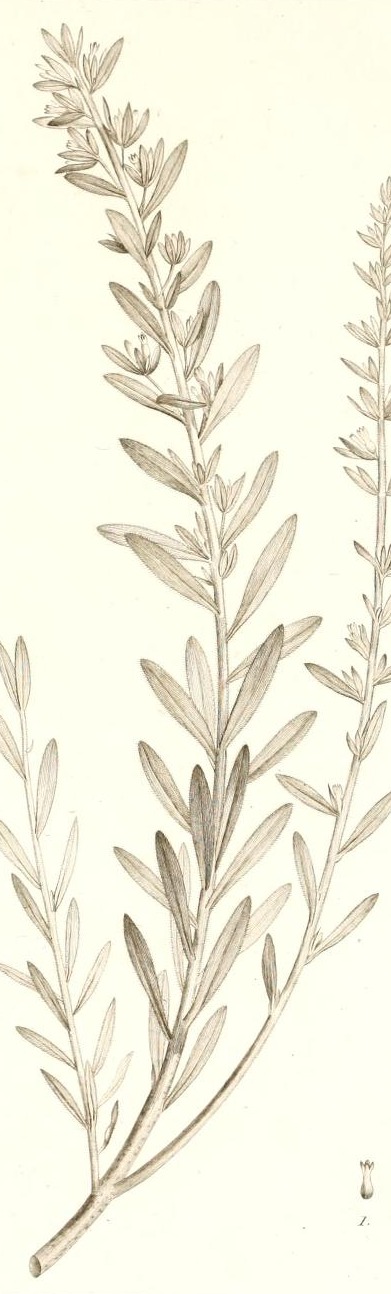 Plate 95