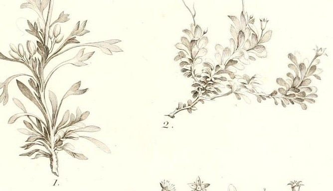 Plate 96