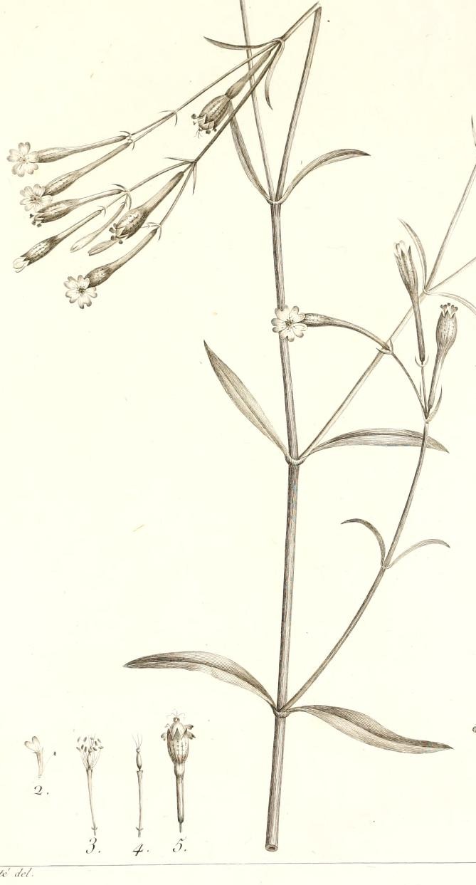 Plate 99