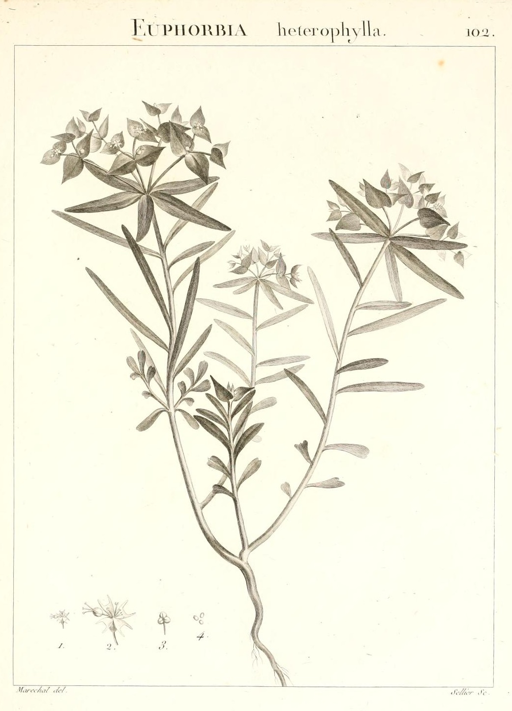 EUPHORBIA heterophylla.
102.