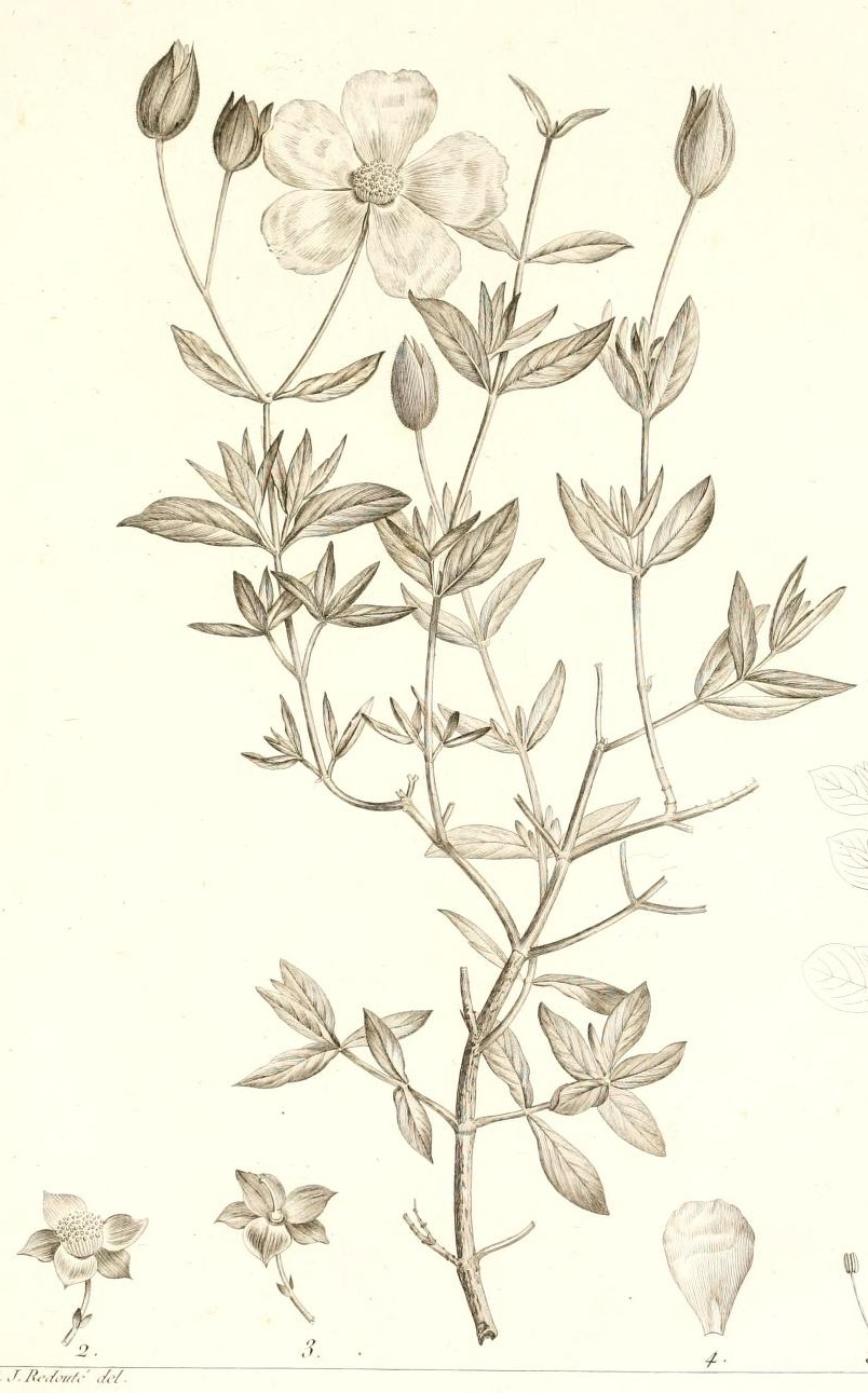 Plate 104