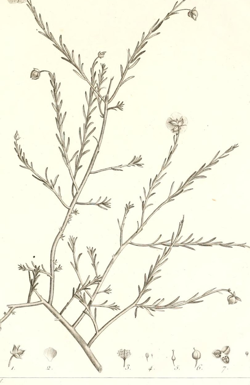 Plate 105