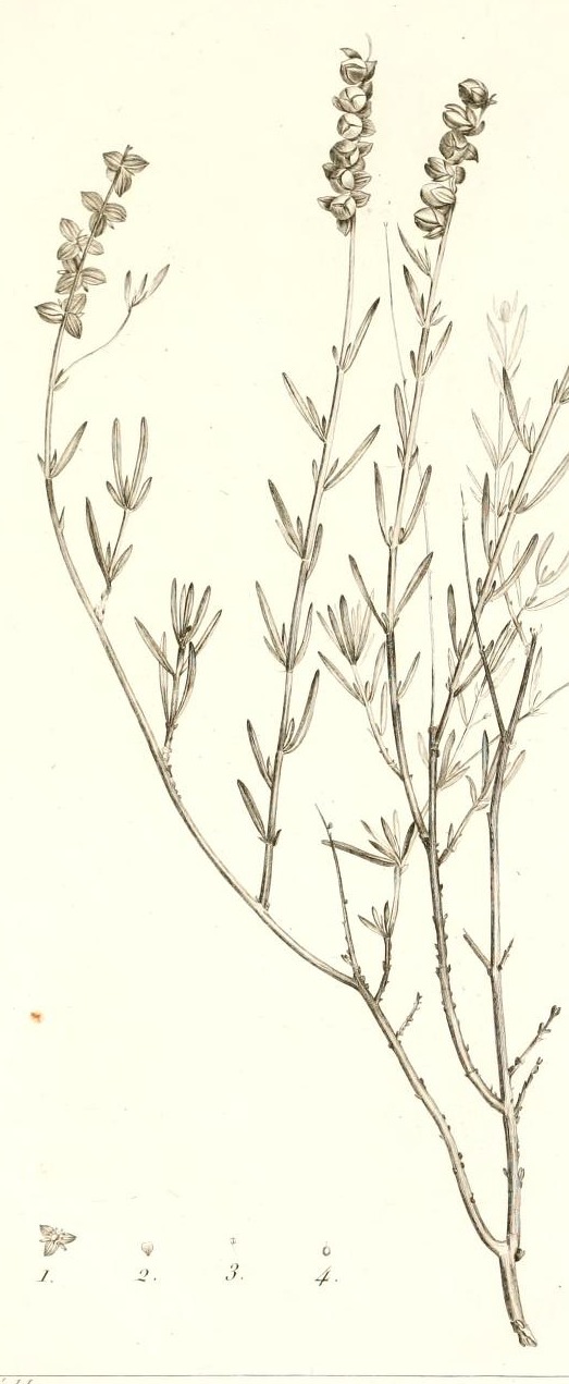 Plate 106