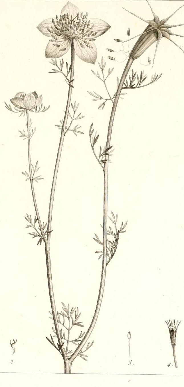 Plate 112