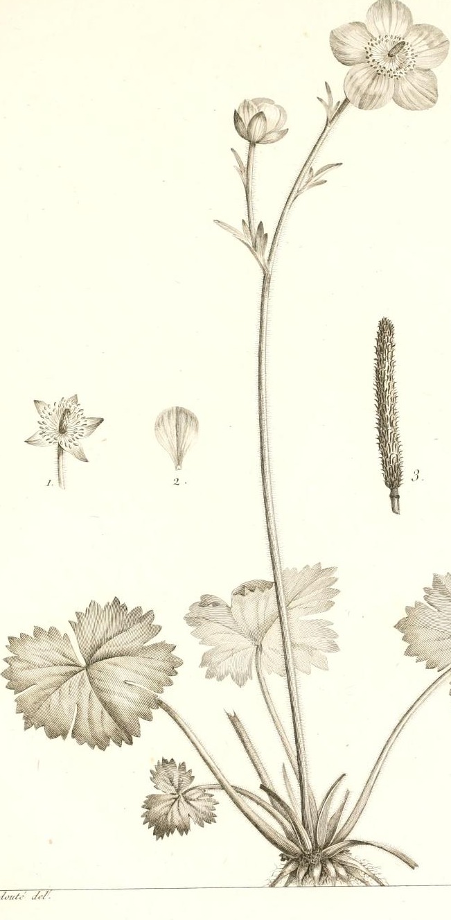 Plate 115