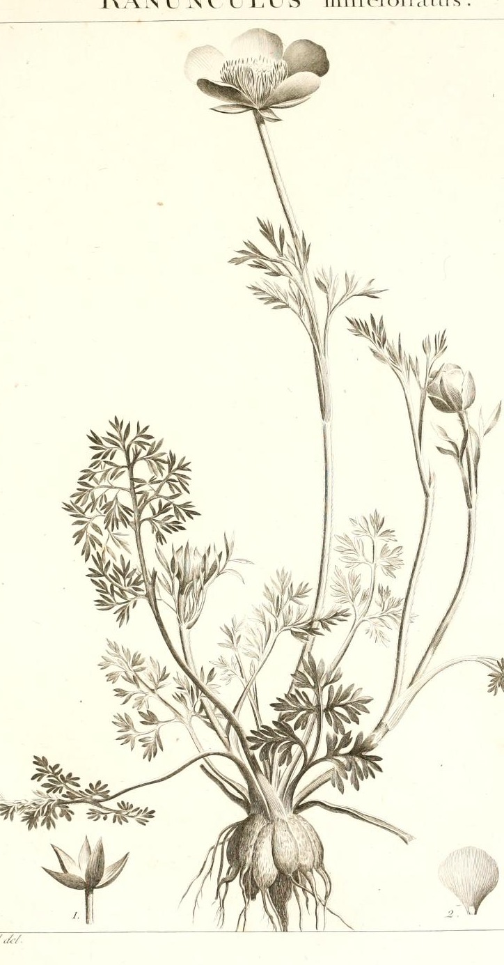 Plate 116