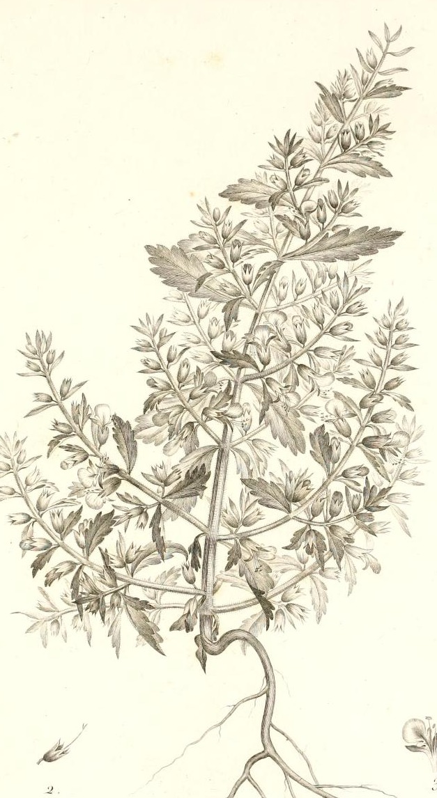 Plate 117