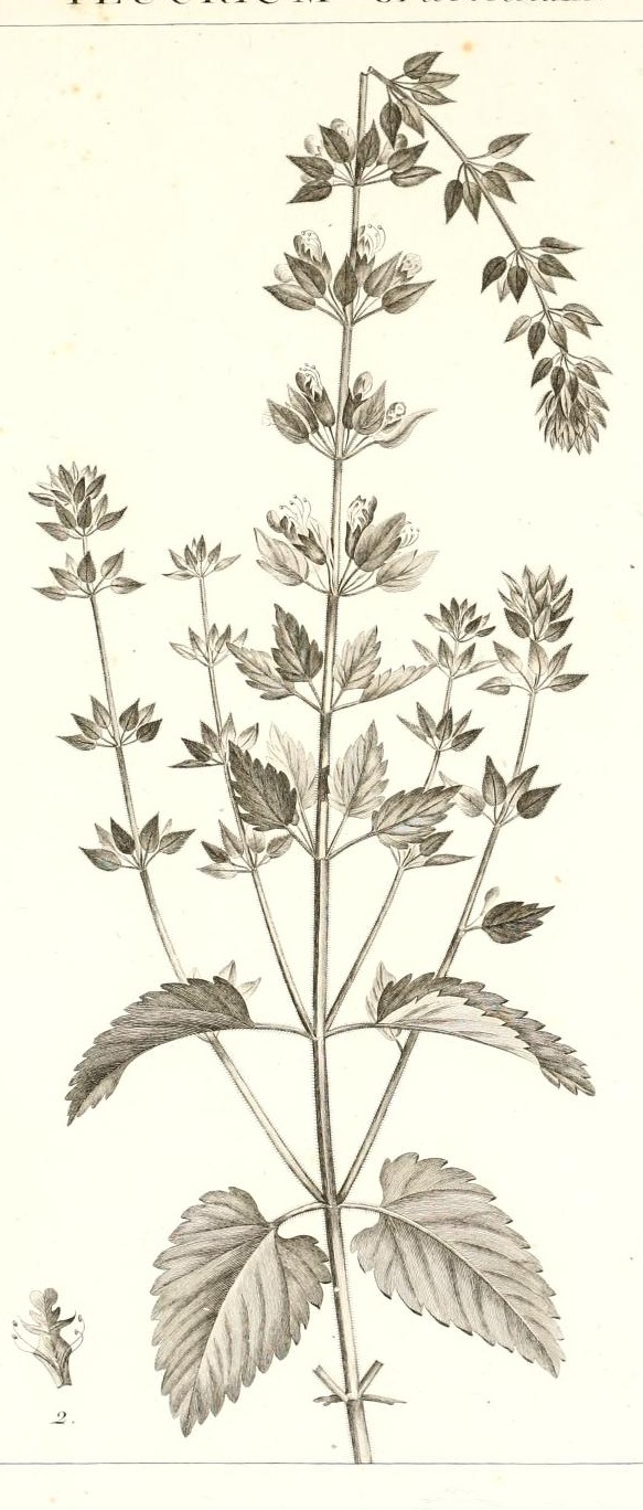 Plate 120