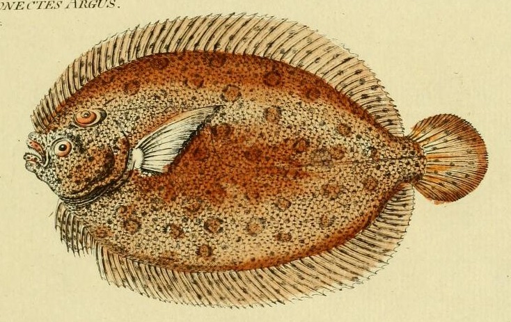 Plate 48