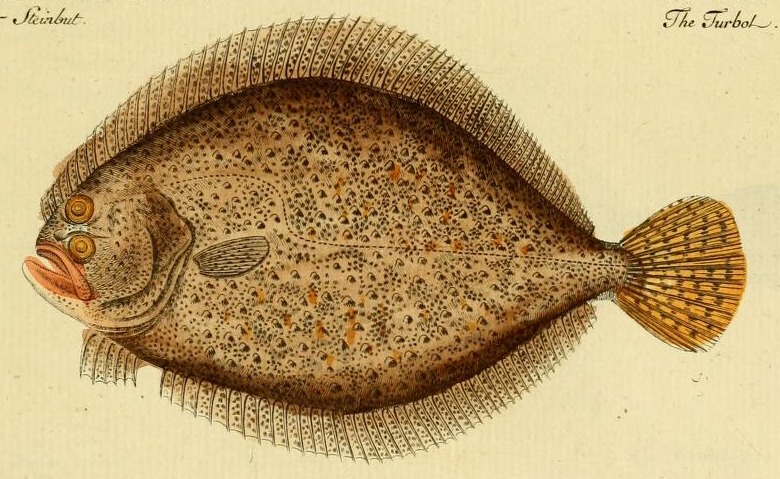 Plate 49