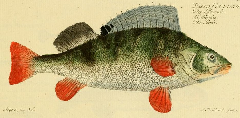 Plate 52