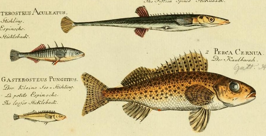 Plate 53