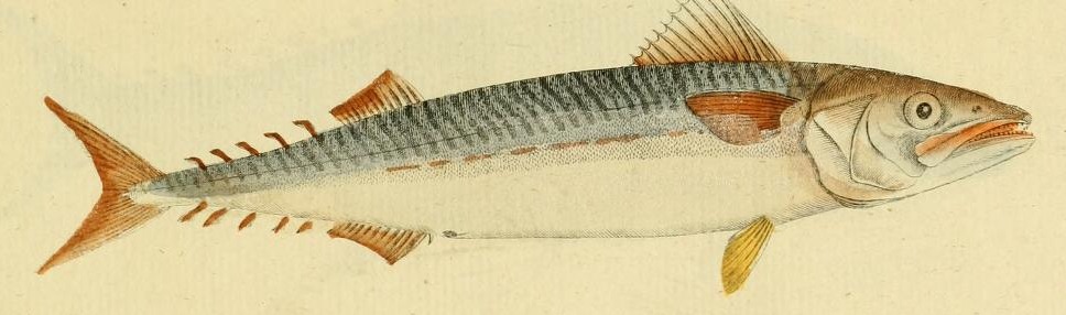 Plate 54