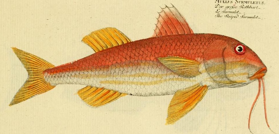 Plate 57