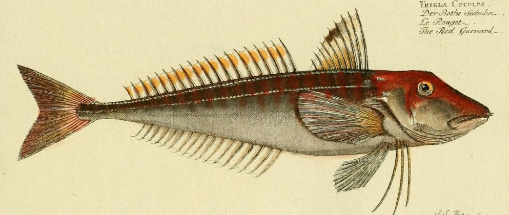 Plate 59